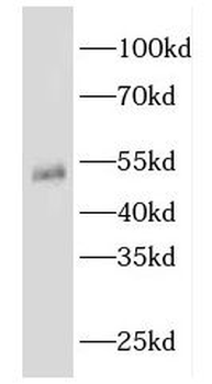 EEF1A1 Antibody