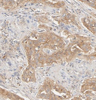 EEF1A1 Antibody