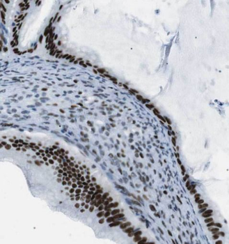 EEF1A2 Antibody