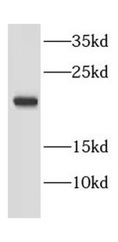EEF1E1 Antibody