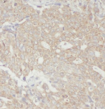 EEF1E1 Antibody