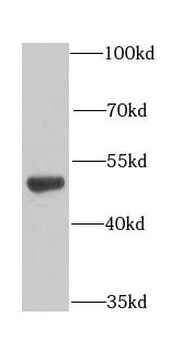 EEF1G Rabbit Polyclonal Antibody
