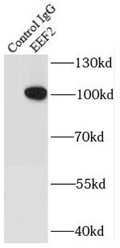 EEF2 Antibody