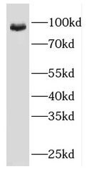 EEF2 Antibody