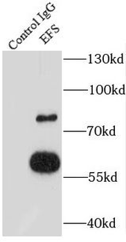 EFS Antibody