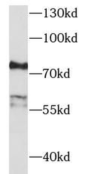 EFS Antibody