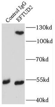 EFTUD2 Antibody