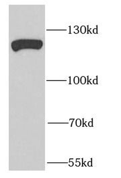 EFTUD2 Antibody