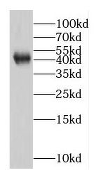 EGFL7 Antibody