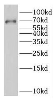 EGR1 Rabbit Polyclonal Antibody