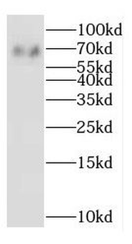 EGR1 Antibody