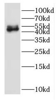 EGR2 Antibody