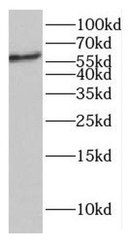 EHD4 Antibody