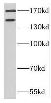 EHMT2 Antibody
