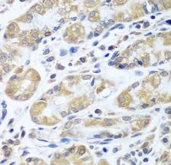 EIF1AX Antibody