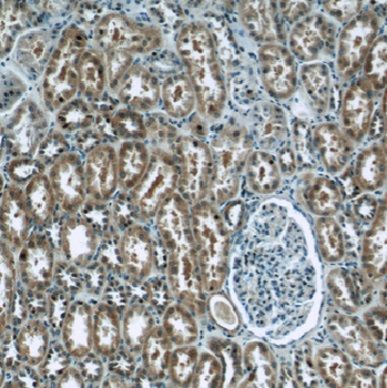 EIF1B Antibody