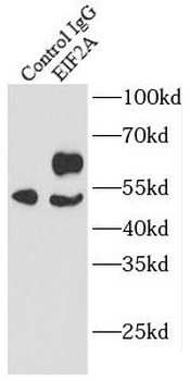 EIF2A Antibody