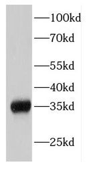 EIF2S1 Antibody