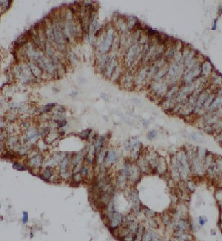 EIF2S1 Antibody