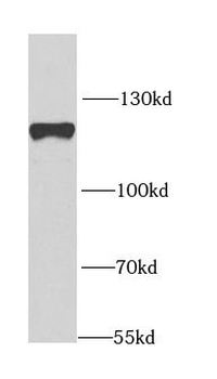 EIF3C Antibody