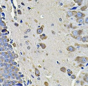 EIF3C Antibody