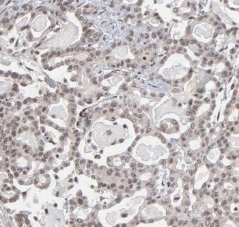 EIF3E Antibody