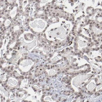 EIF3E Antibody