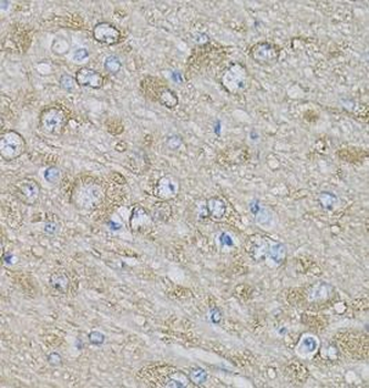 EIF3H Antibody