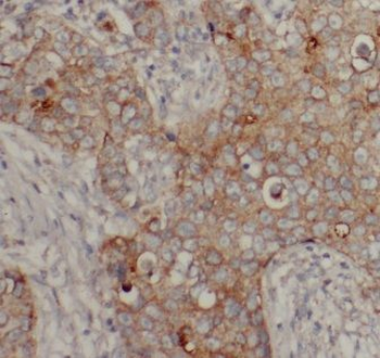 EIF3I Antibody