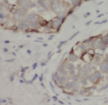 EIF3J Antibody