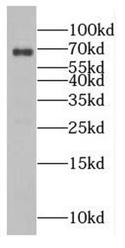 EIF3L Rabbit Polyclonal Antibody