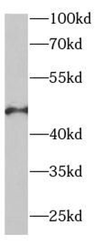 EIF4A2 Antibody
