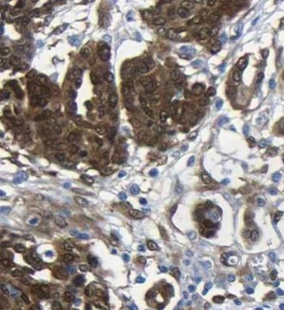 EIF4A2 Antibody