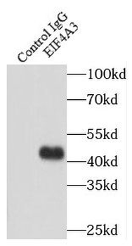 EIF4A3 Antibody