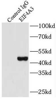 EIF4A3 Antibody