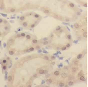 EIF4A3 Antibody