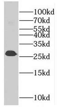 EIF4H Antibody