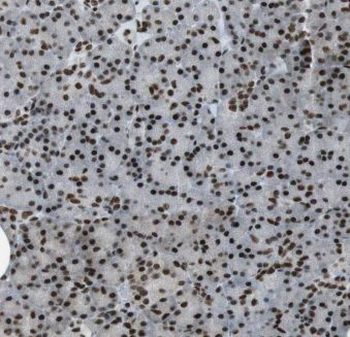 ELF1 Antibody
