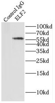 ELF2 Antibody