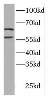 ELF2 Antibody