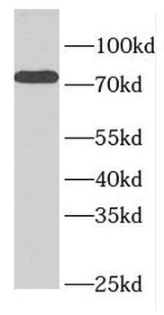 ELL Antibody