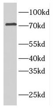 ELL2 Antibody