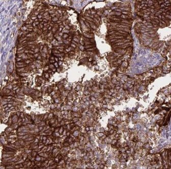 ELP4 Antibody