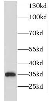 EMD Antibody