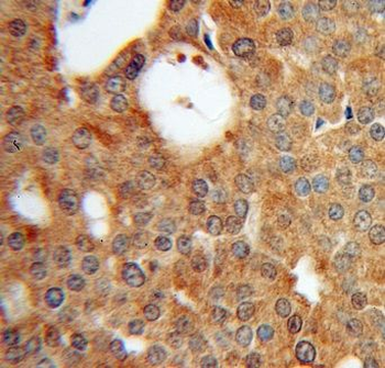 EML2 Antibody