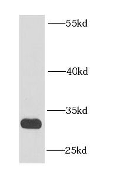 ENDOG Antibody