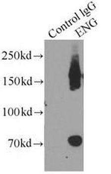 ENG Antibody