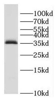 ENOPH1 Antibody