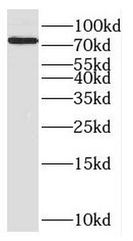 ENOX1 Antibody