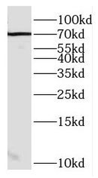ENOX2 Antibody